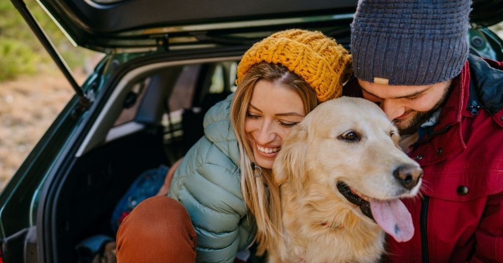 Viajar com animais de estimação: Como te certificares que o teu cão está seguro